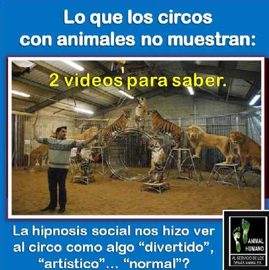 Lo que los circos con animales no muestran.