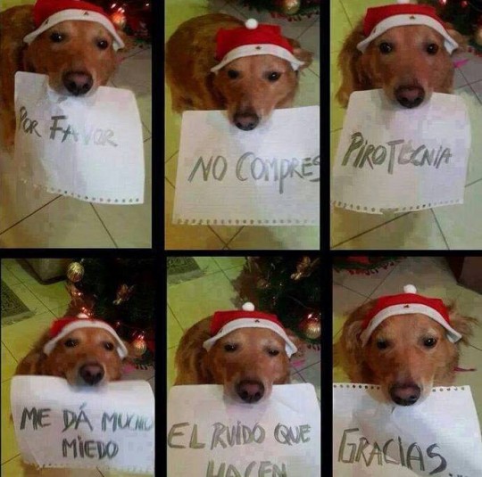 Por favor no compres pirotecnia.