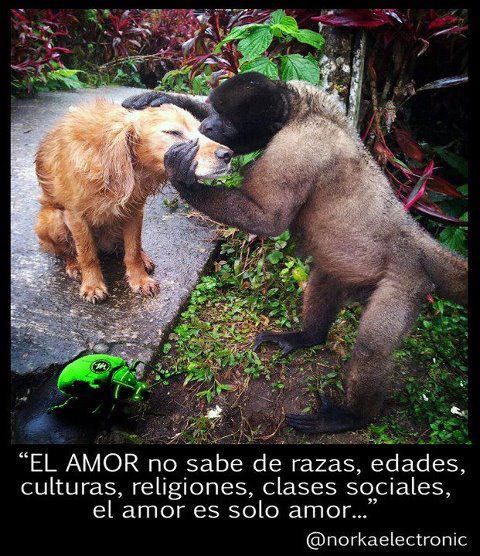 El amor no sabe...