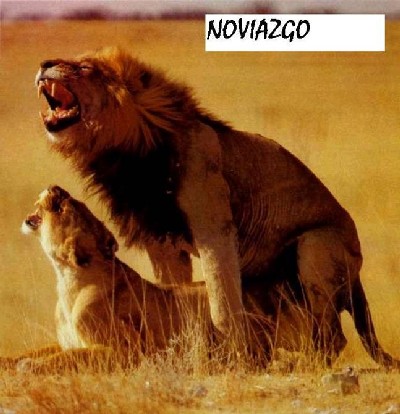 Noviazgo