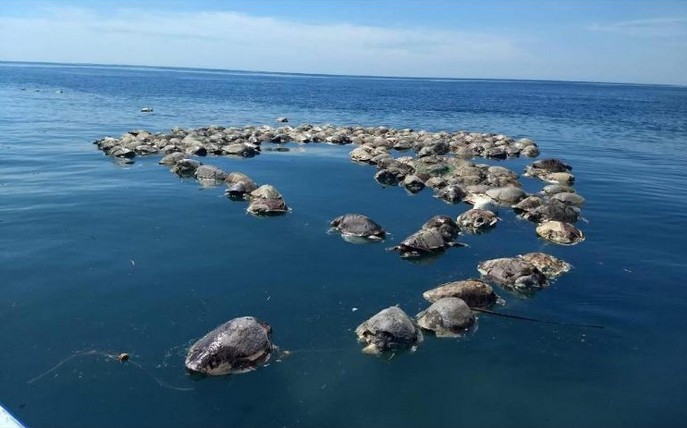 Tortugas muertas en Oaxaca.