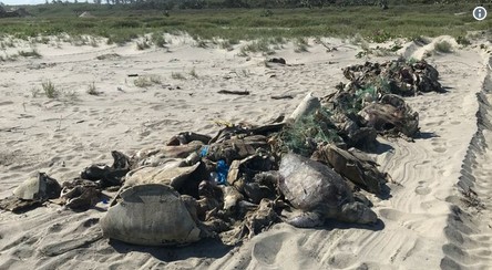 Tortugas muertas en Oaxaca.