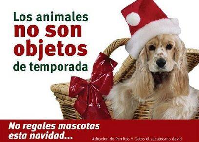 No regales mascotas.