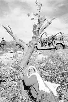 Palestina llora junto a uno de sus olivos