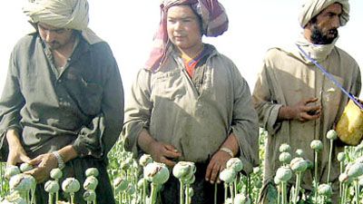 Cultivo de opio afgano.