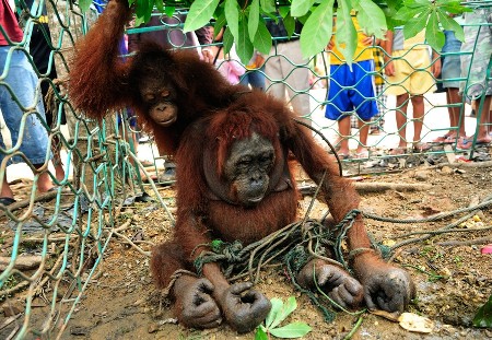 Orangutanes prisioneros.