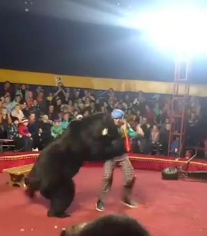 Oso de circo ataca a su entrenador en pleno show en Rusia.
