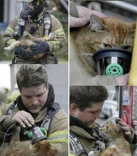 Bombero oxigenando a gatito rescatado de incendio.