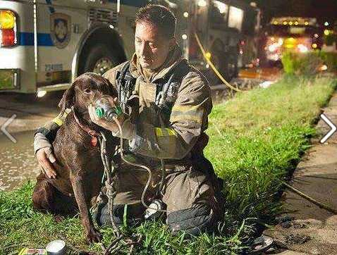 Bombero oxigenando a perrita rescatada de incendio.