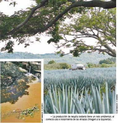 El paisaje agavero.