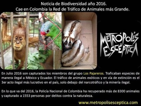 Cae en Colombia la red de tráfico de animales Los Pajareros.