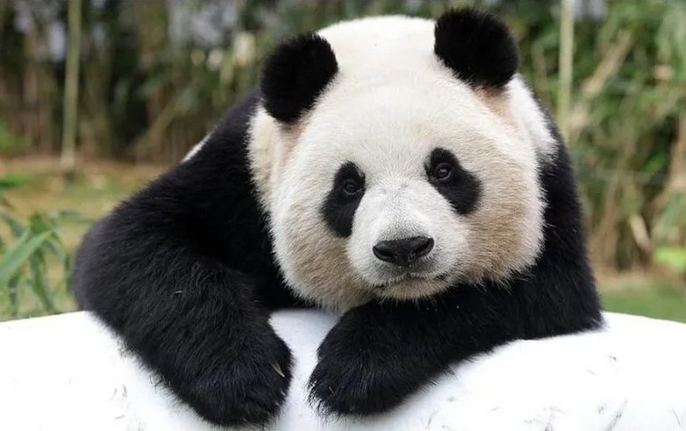 Panda Gigante.