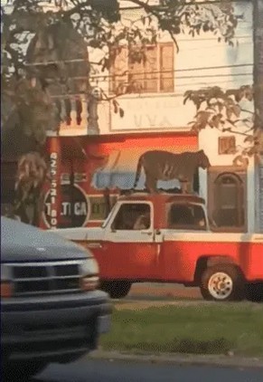Pasean a tigre de bengala sobre una camioneta.