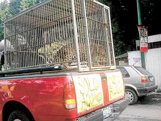 Paseado por el circo.