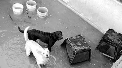 Perros en un patio-alberca de Tlaquepaque