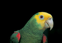 Perico de cabeza amarilla