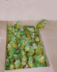 Caja con pericos