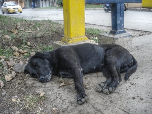 Perro abandonado.