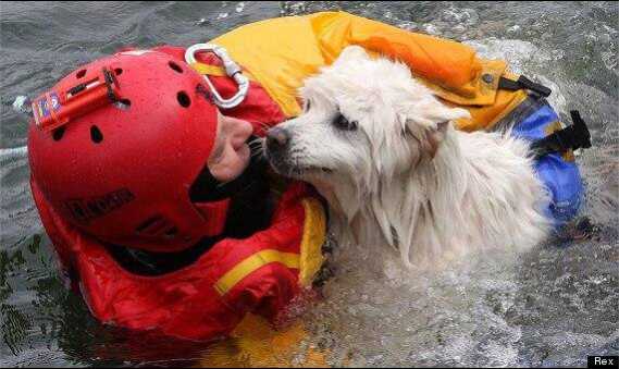 Bombero rescata a perrito ciego que se estaba ahogando.