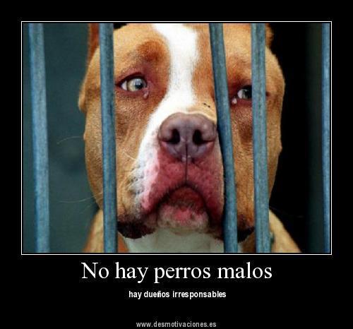 Los perros no son malos.