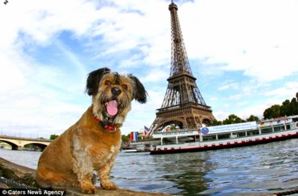 Perro en Francia.