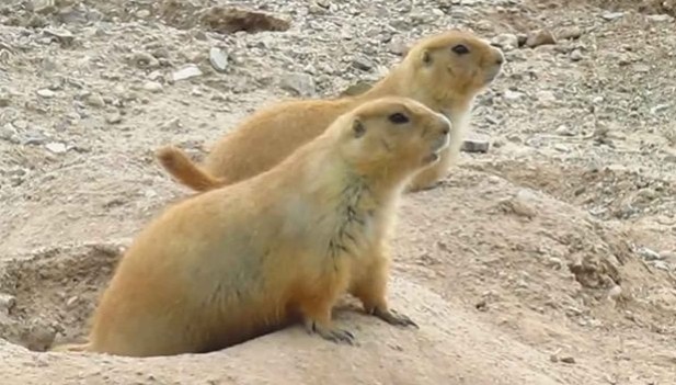 Perritos de la pradera.