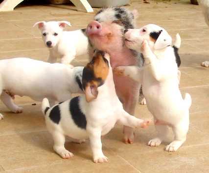 Perritos con puerco.