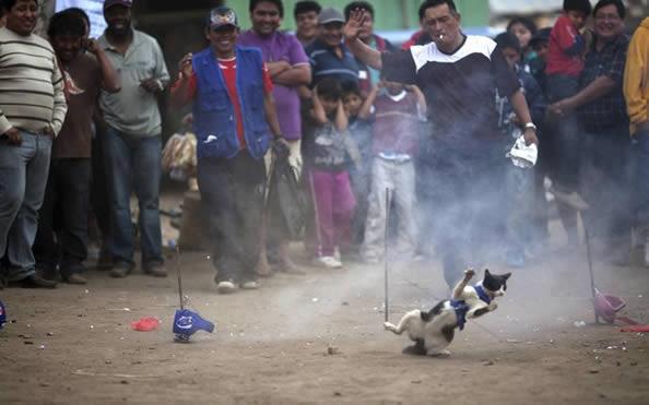 Gato maltratado en fiesta religiosa peruana.