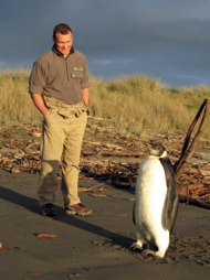 Pingüino Emperador en Nueva Zelanda.