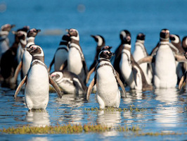 Pingüinos en Brasil.
