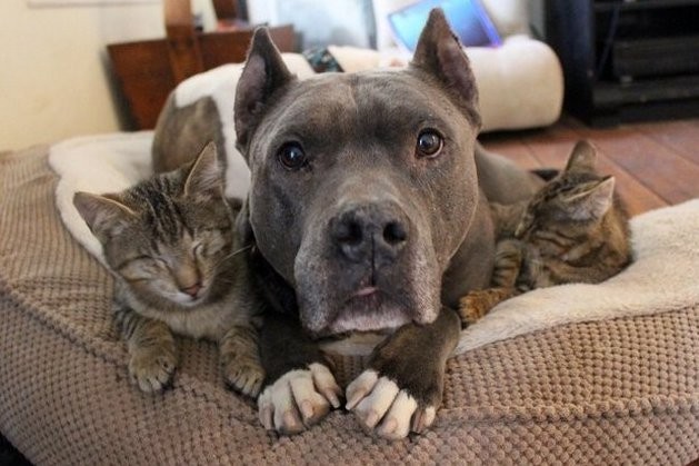 Pitbull con  gato.