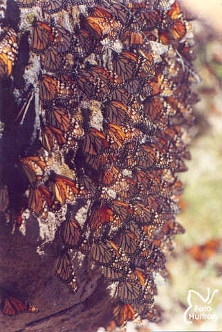 ms mariposas monarca