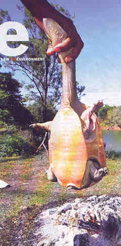 Pobre tortuga en garras de una bestia.