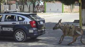 La policía de Hermosillo, Sonora, en acción.
