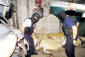 Policía de Costa Rica rescata tortugas.