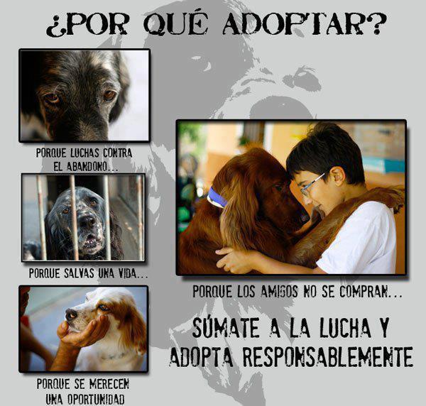 Por qu adoptar mascotas.