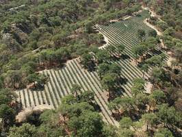 Plantos de agave en La Primavera.