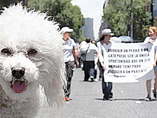 Protesta en el D.F.