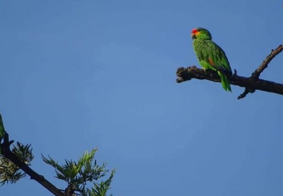 Loro del Parque San Rafael.