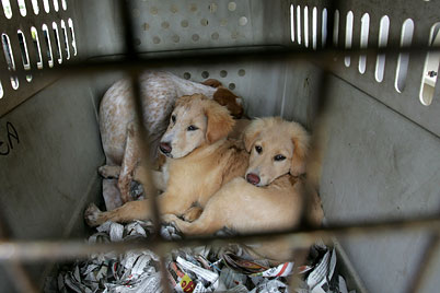 Perros capturados en Puerto Rico.