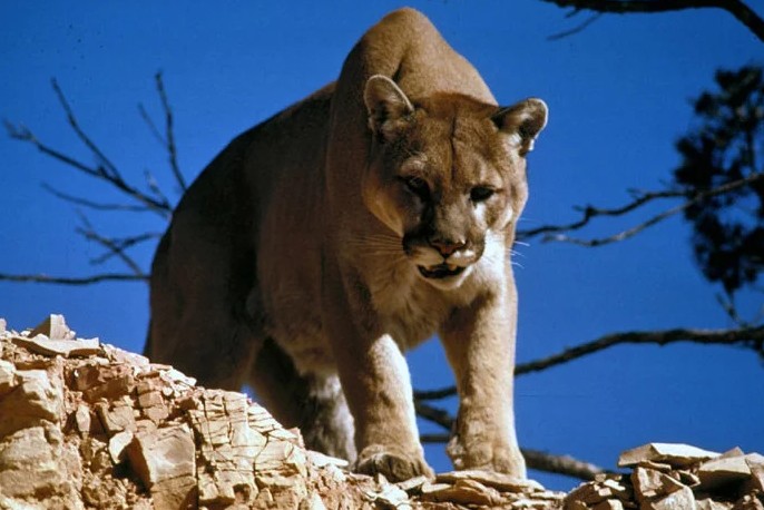 Puma oriental.