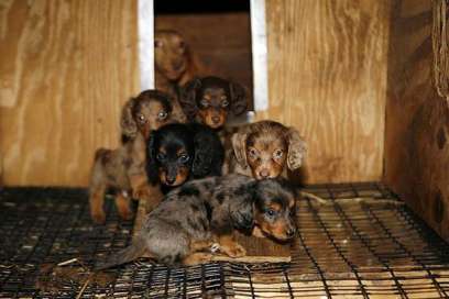 Perritos en la fábrica de cachorros.