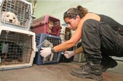 Perritos en la perrera.