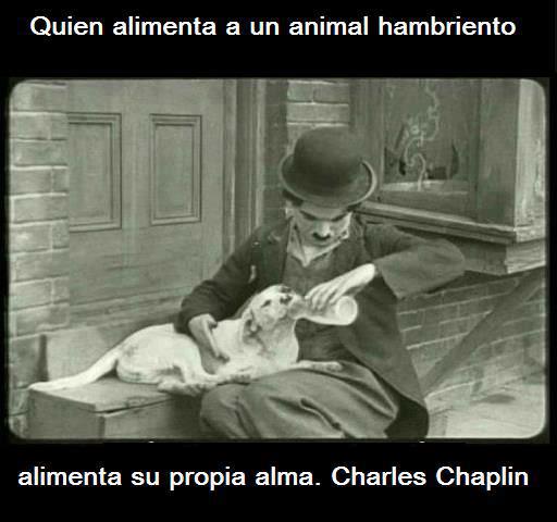 Quien alimenta a un animal hambriento, alimenta su propia alma.