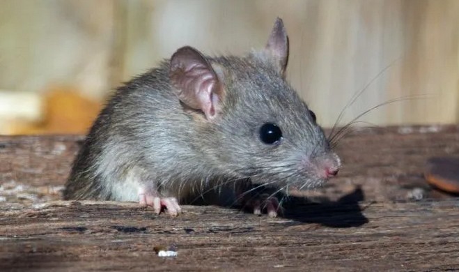 Autoridades francesas estn formando un comit para estudiar si humanos y ratas pueden vivir juntos.