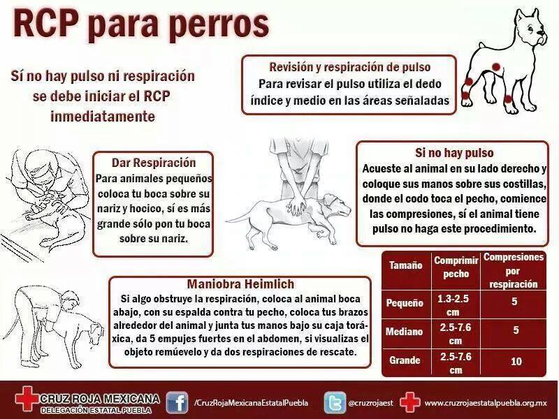 RCP para perros.