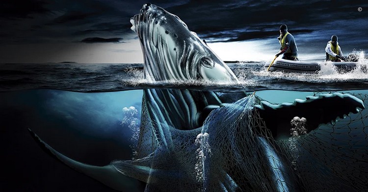 Las redes fantasma se han convertido en una de las herramientas que más animales marinos han matado, como a las ballenas.