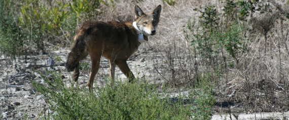 Lobo rojo.