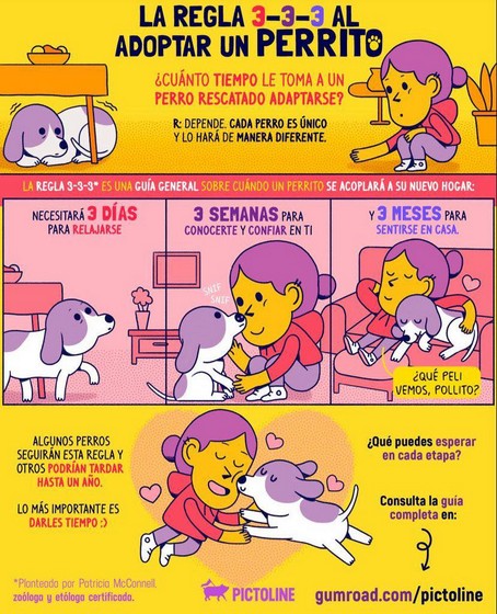 Regla 3-3-3 al adoptar un perrito.