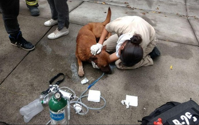 Rescate en Zapopan.